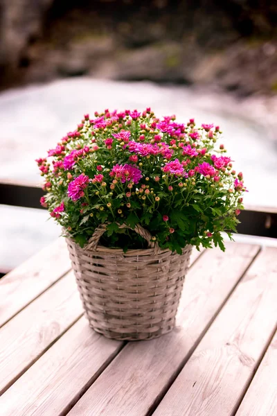 Flores en maceta sobre mesa —  Fotos de Stock