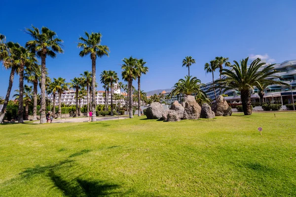 Palme Sull Isola Tenerife Spagna — Foto Stock