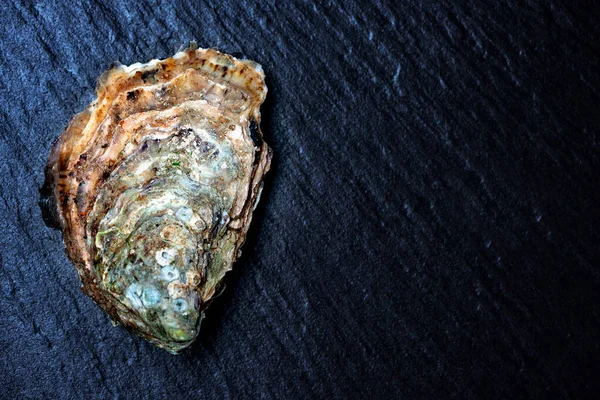 Ostra Crua Superfície Pedra Com Pasta Cópia — Fotografia de Stock