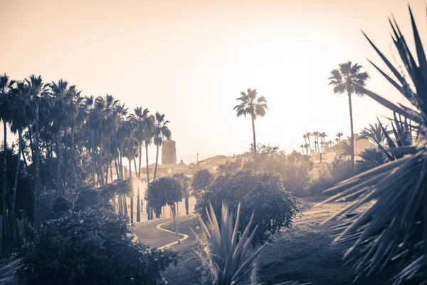 Stylized Picture Palms Tenerife Island Spain — Stock Photo, Image