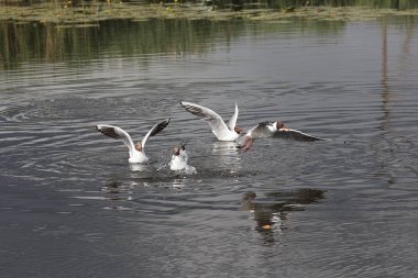 Deniz-martılar tekerlekli hava ve kayan nokta