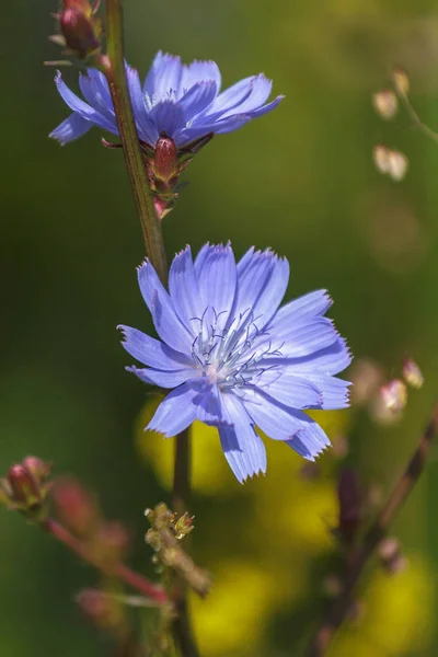 チコリは、青い花を咲かせます。夏の背景. — ストック写真