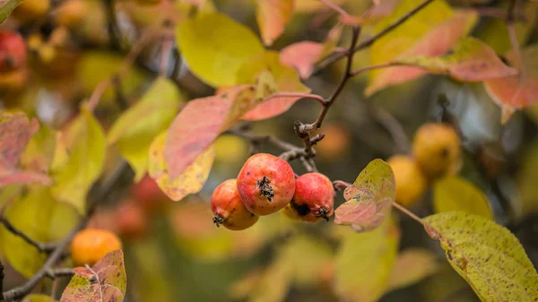 Paradise apples Golden autumn closeup with background blur. — Stock Photo, Image