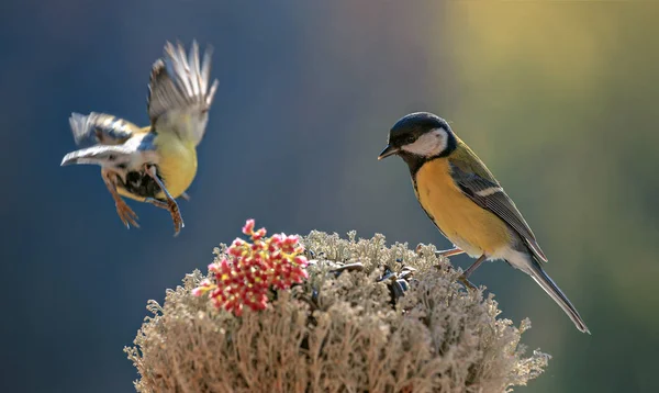 Der echte Vogel. schöne Abbildung Tapete. — Stockfoto