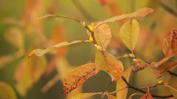Πολύχρωμο φθινόπωρο εικόνα με τα φύλλα χρυσού. — Φωτογραφία Αρχείου
