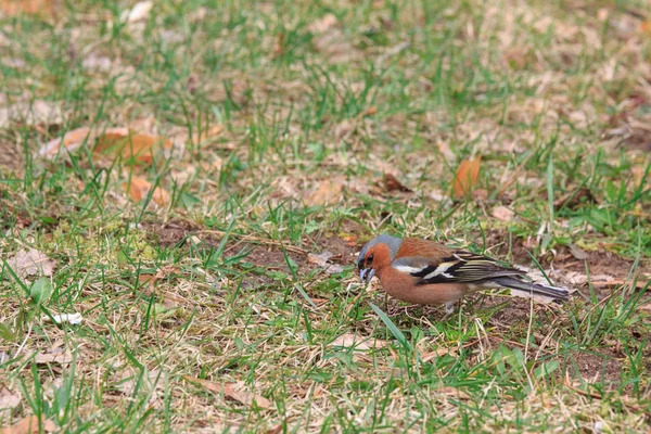 Buchfink - schöner Vogel. — Stockfoto