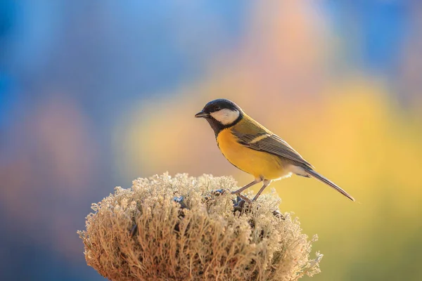 Az igazi madár. Gyönyörű illusztráció háttérkép. — Stock Fotó