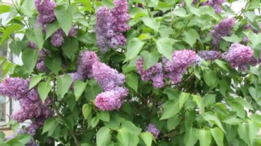 Leylak çiçeği güzel çiçekler ile.