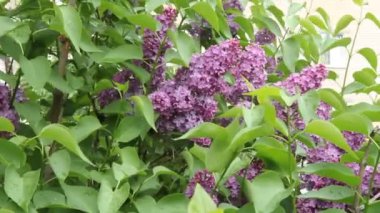 Leylak çiçeği güzel çiçekler ile.