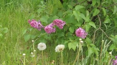 Leylak çiçeği güzel çiçekler ile.