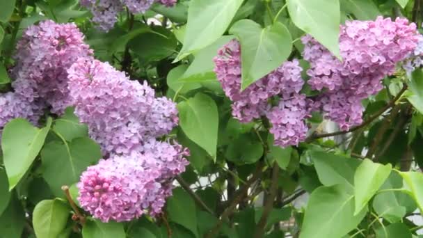 Flores de lila con hermosas flores . — Vídeos de Stock