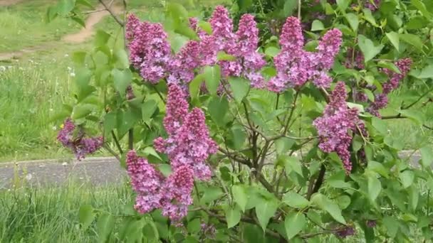 Flores de lila con hermosas flores . — Vídeos de Stock