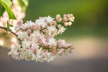 Pembe ve beyaz çift-çiçekli leylak dalı.