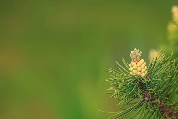 Naturlig grön suddig bakgrund. — Stockfoto