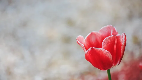 Flor Tulipán sobre fondo borroso natural — Foto de Stock