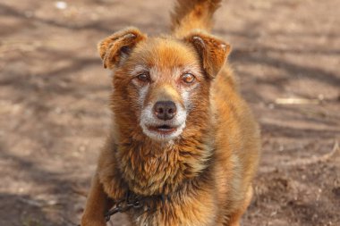 Eski kör köpek doğru çalışır