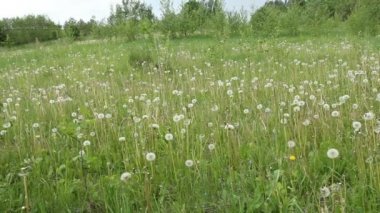 Dandelions yeşil çayır çiçekli sonra üzerinde.