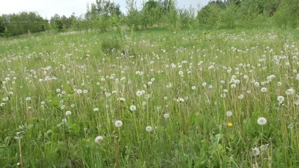 Maskrosor på en grön äng efter blomningen. — Stockvideo