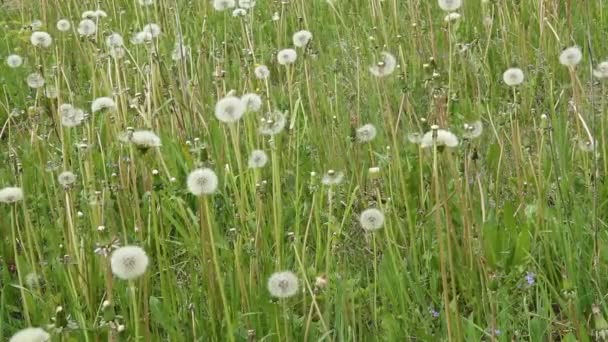 Dente-de-leão em um prado verde depois da floração . — Vídeo de Stock