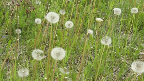 Dandelions on a green meadow after flowering. — Stock Video