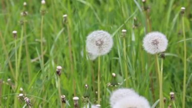 Dandelions yeşil çayır çiçekli sonra üzerinde.