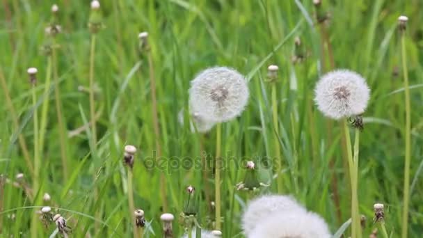 Dandelions on a green meadow after flowering. — Stock Video