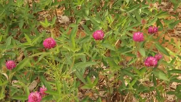 Floração de trevo vermelho na natureza . — Vídeo de Stock