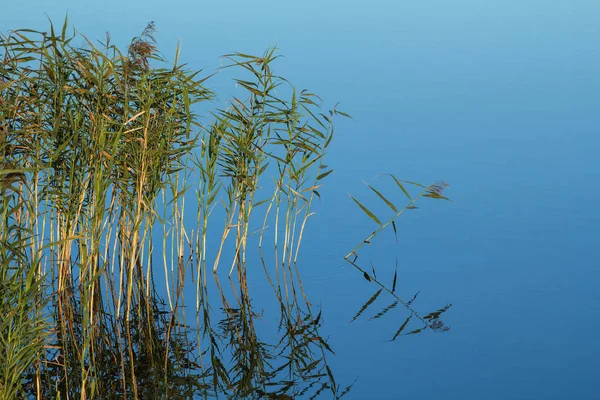 背景与蓝色水和芦苇. — 图库照片