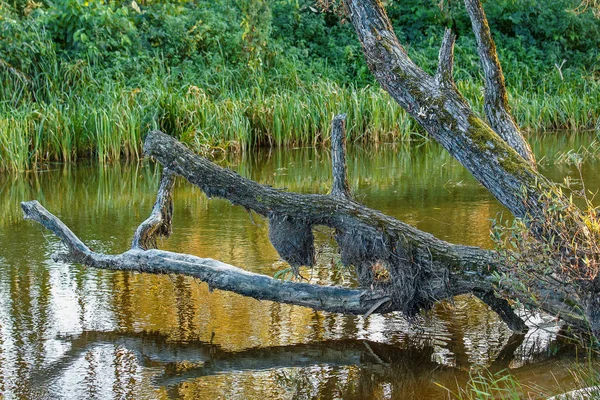 Een grote decoratieve boom over de rivier — Stockfoto