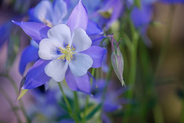 Jardim de flores azuis Columbine — Fotografia de Stock