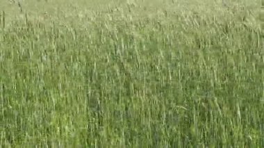 Videolar esintiyle sallanan Mısır kulakları çavdar alanının. Rüzgar çavdar sahada sallıyor. Sivri kış bitkileri