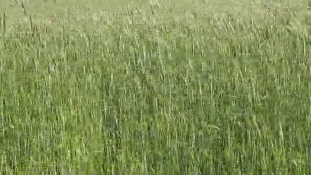Les vidéos du champ de seigle, oreilles de maïs se balançant dans la brise. Le vent secoue le seigle sur le champ. Hiver pics des cultures 