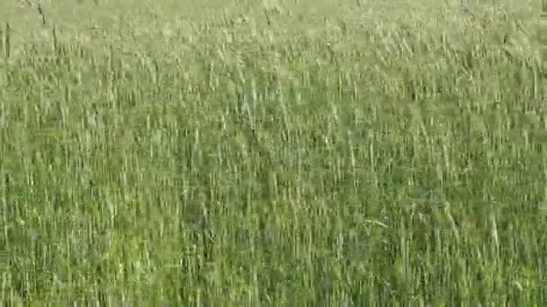 Les vidéos du champ de seigle, oreilles de maïs se balançant dans la brise. Le vent secoue le seigle sur le champ. Hiver pics des cultures — Video