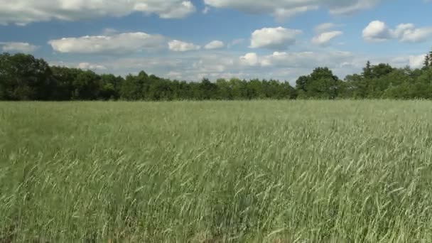 Les vidéos du champ de seigle, oreilles de maïs se balançant dans la brise. Le vent secoue le seigle sur le champ. Hiver pics des cultures 