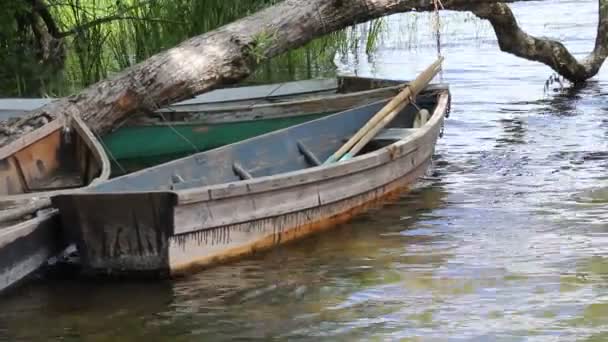 O barco está na água perto da costa, amarrado a uma árvore e gira sob a influência do vento . — Vídeo de Stock