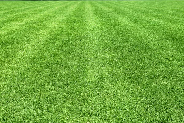 The area of a football field with natural grass