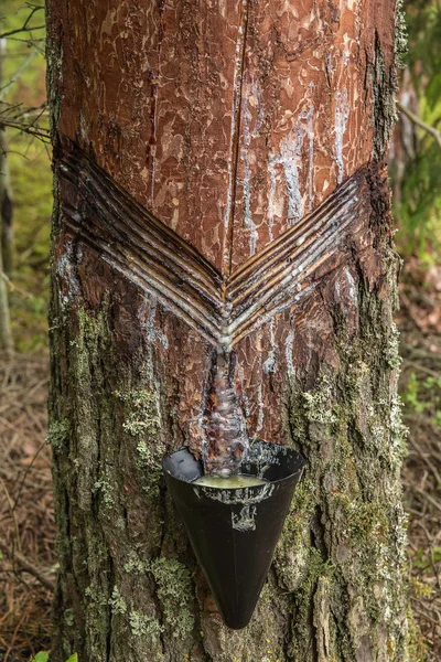 çam oleoresin toplamıdır.