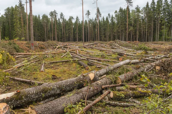 Avverkade skogsarealen. — Stockfoto