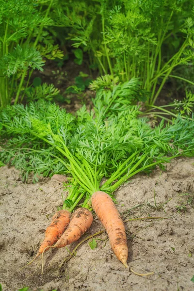 Wortel gescheurd uit de grond, en lag op het bed. Rechtenvrije Stockfoto's