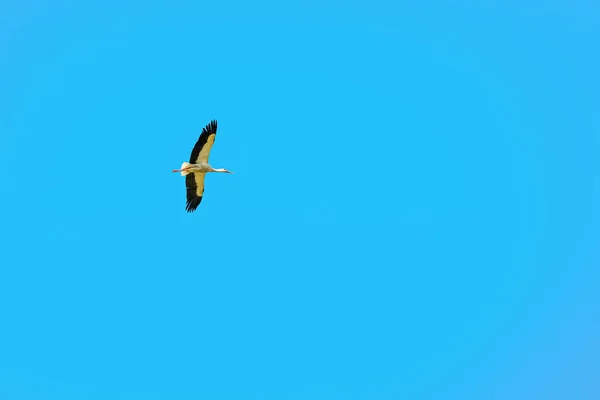 Cigüeña se eleva alto en el cielo despejado . — Foto de Stock