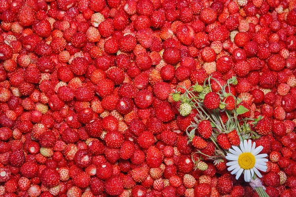 Fondo natural rojo de fresas . —  Fotos de Stock