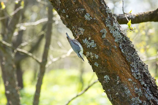 Sittelle - oiseau gris assis sur un arbre . — Photo