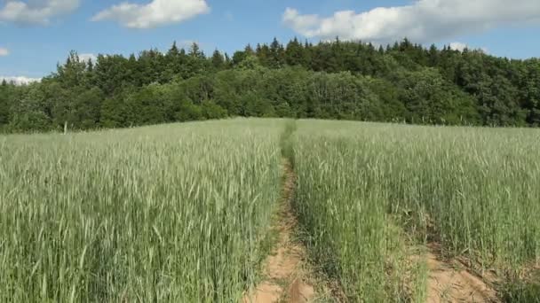 De video's van rogge veld, oren wuiven in de wind. De weg gaat door het gebied aan de horizon. — Stockvideo