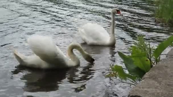 Paar witte mute zwanen die leven op het meer — Stockvideo