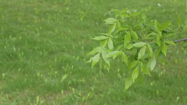 Printemps fond vert a une place pour le texte .