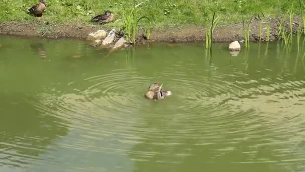 Canard heureux dans un après-midi chaud sur l'eau 