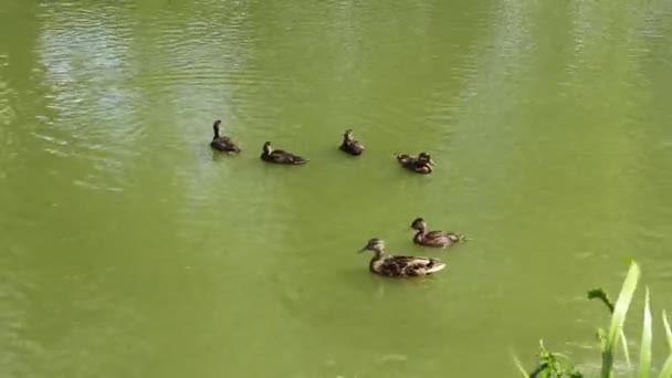 Семья уток летом на озере . — стоковое видео