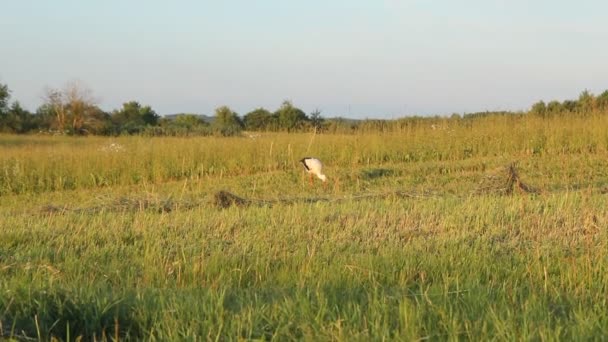 Storch stolziert über die Wiese und frisst kleine Insekten. — Stockvideo