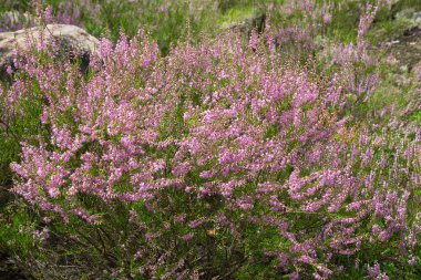 Sonbahar ormandaki Heather mor çiçekler.