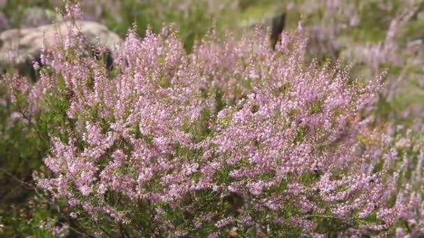 Фиолетовые цветы вереска в осеннем лесу. видео запись — стоковое видео